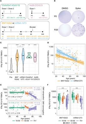 Distinct T cell responsiveness to different COVID-19 vaccines and cross-reactivity to SARS-CoV-2 variants with age and CMV status